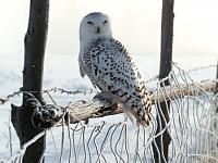 Нажмите на изображение для увеличения
Название: 1215785469_white-winter-owl-rocky-mountains.jpg
Просмотров: 513
Размер:	36.4 Кб
ID:	36649