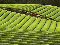 Нажмите на изображение для увеличения
Название: 39 чайная плантация.jpg
Просмотров: 510
Размер:	196.7 Кб
ID:	36734