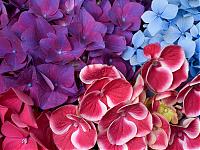 Нажмите на изображение для увеличения
Название: Hydrangea Blossoms.jpg
Просмотров: 388
Размер:	323.1 Кб
ID:	4658