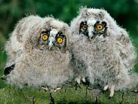 Нажмите на изображение для увеличения
Название: 1215785428_long-eared-owl-chicks.jpg
Просмотров: 491
Размер:	41.9 Кб
ID:	36645