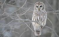 Нажмите на изображение для увеличения
Название: Animals_Birds_Owl_005264_.jpg
Просмотров: 489
Размер:	34.3 Кб
ID:	36693