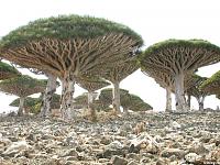 Нажмите на изображение для увеличения
Название: socotra_04.jpg
Просмотров: 564
Размер:	134.8 Кб
ID:	32025