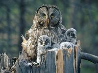 Нажмите на изображение для увеличения
Название: 1215785340_great-gray-owl-with-owlets-idaho.jpg
Просмотров: 468
Размер:	38.1 Кб
ID:	36643