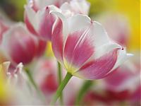 Нажмите на изображение для увеличения
Название: Spring Tulips.jpg
Просмотров: 378
Размер:	162.2 Кб
ID:	4682