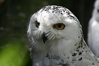 Нажмите на изображение для увеличения
Название: 1229685280_32_owls.jpg
Просмотров: 462
Размер:	23.3 Кб
ID:	36655