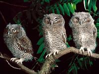 Нажмите на изображение для увеличения
Название: 1215785462_trio-of-screech-owls-pennsylvania.jpg
Просмотров: 465
Размер:	42.1 Кб
ID:	36648