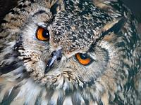 Нажмите на изображение для увеличения
Название: 1229685283_35_owls.jpg
Просмотров: 489
Размер:	53.7 Кб
ID:	36657