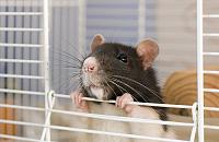 Нажмите на изображение для увеличения
Название: 016_rats.jpg
Просмотров: 322
Размер:	26.4 Кб
ID:	42329