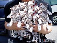 Нажмите на изображение для увеличения
Название: 20060331_kittens.jpg
Просмотров: 456
Размер:	63.7 Кб
ID:	7021