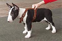 Нажмите на изображение для увеличения
Название: bull-terrier_250.jpg
Просмотров: 357
Размер:	87.9 Кб
ID:	15482