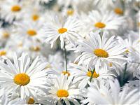 Нажмите на изображение для увеличения
Название: Plentiful Oxeye Daisies.jpg
Просмотров: 391
Размер:	302.3 Кб
ID:	4672