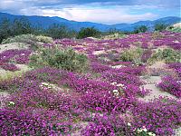 Нажмите на изображение для увеличения
Название: Sand Verbena and Dune.jpg
Просмотров: 399
Размер:	789.9 Кб
ID:	4679