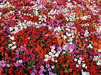 Нажмите на изображение для увеличения
Название: Bed of Impatiens.jpg
Просмотров: 381
Размер:	683.7 Кб
ID:	4644