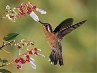 Нажмите на изображение для увеличения
Название: Purple-Throated Mountain-Gem.jpg
Просмотров: 402
Размер:	274.4 Кб
ID:	4674