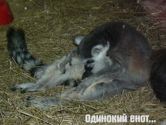 Название: enot.jpg
Просмотров: 2215

Размер: 46.2 Кб