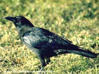 Название: crow.jpg
Просмотров: 5897

Размер: 8.1 Кб
