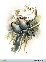 Нажмите на изображение для увеличения
Название: birds (43).jpg
Просмотров: 388
Размер:	223.0 Кб
ID:	24364
