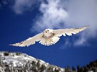 Нажмите на изображение для увеличения
Название: 1215785450_snowy-owl-in-flight.jpg
Просмотров: 492
Размер:	22.3 Кб
ID:	36647