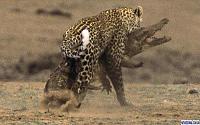 Нажмите на изображение для увеличения
Название: leopard0.jpg
Просмотров: 4583
Размер:	57.2 Кб
ID:	38559