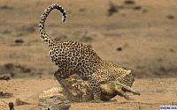 Нажмите на изображение для увеличения
Название: leopard1.jpg
Просмотров: 536
Размер:	56.6 Кб
ID:	38560