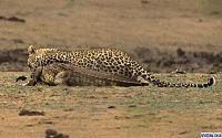 Нажмите на изображение для увеличения
Название: leopard5.jpg
Просмотров: 531
Размер:	54.7 Кб
ID:	38564