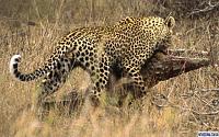 Нажмите на изображение для увеличения
Название: leopard6.jpg
Просмотров: 4677
Размер:	74.4 Кб
ID:	38565