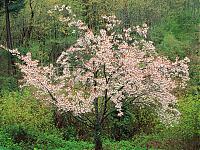 Нажмите на изображение для увеличения
Название: Blooming Cherry Tree.jpg
Просмотров: 417
Размер:	901.9 Кб
ID:	4646
