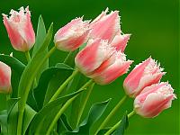 Нажмите на изображение для увеличения
Название: Parrot Tulips.jpg
Просмотров: 406
Размер:	254.7 Кб
ID:	4670