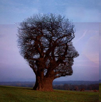 Название: tree.jpg
Просмотров: 232

Размер: 34.4 Кб