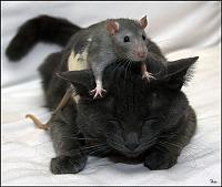Нажмите на изображение для увеличения
Название: кот и крыса.jpg
Просмотров: 452
Размер:	53.1 Кб
ID:	691