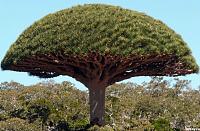 Нажмите на изображение для увеличения
Название: socotra_01.jpg
Просмотров: 587
Размер:	123.0 Кб
ID:	32023