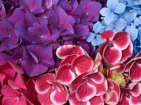 Нажмите на изображение для увеличения
Название: Hydrangea Blossoms.jpg
Просмотров: 386
Размер:	323.1 Кб
ID:	4658